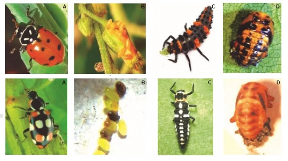 Embrapa publica guia para identificação de inimigos naturais de pragas em cultivos de hortaliças