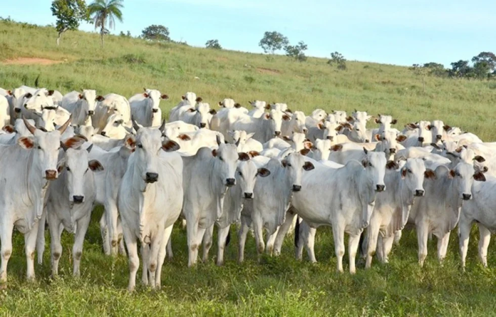 Agro brasileira alcançou 60 mercados de exportação desde o início de 2019