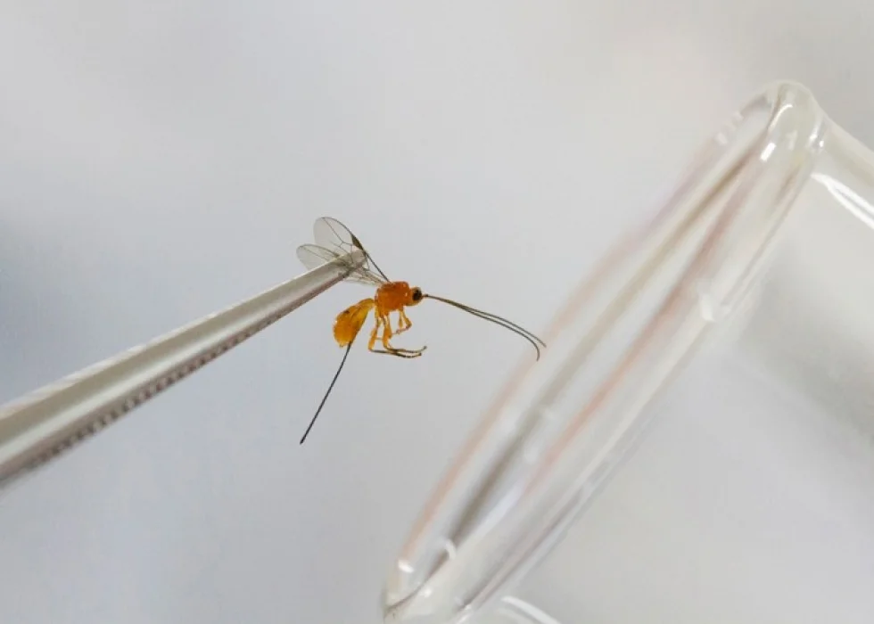 Pesquisa com bioinsumos mobiliza mais de 600 especialistas da Embrapa