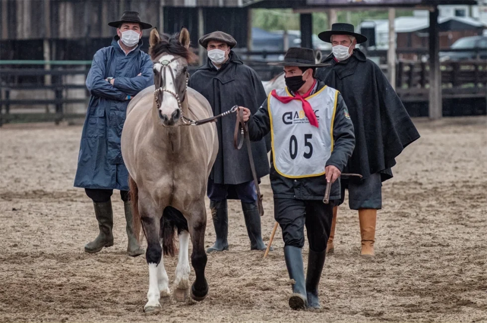 Primeiro teste de medidas sanitárias para provas do Cavalo Crioulo tem êxito