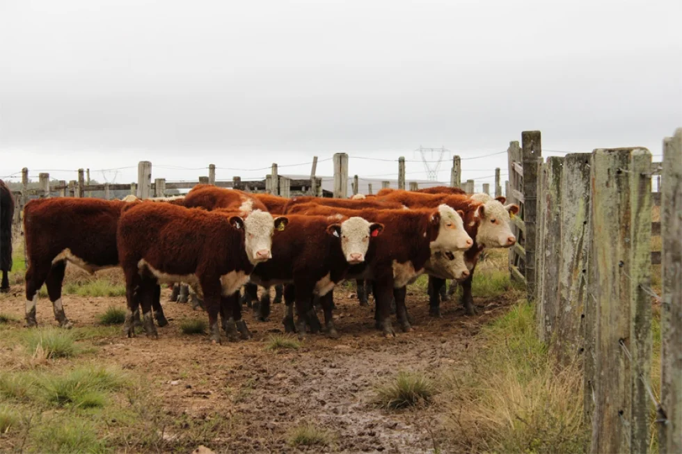 Começa a edição 2020/2021 da Prova de Avaliação a Campo Hereford e Braford