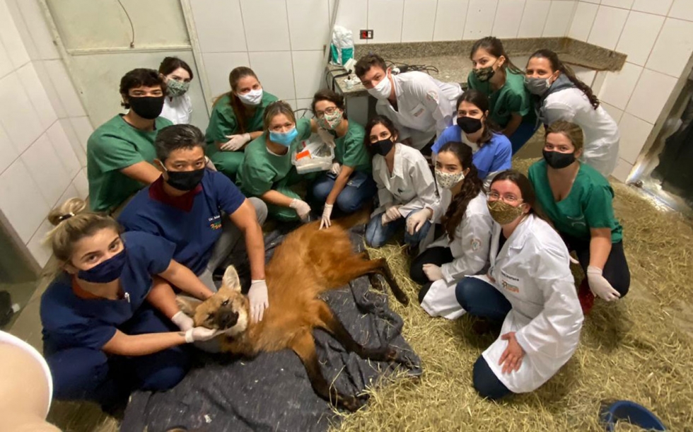 Hospital da UniFil atende lobo guará, o bicho da nota de R$ 200