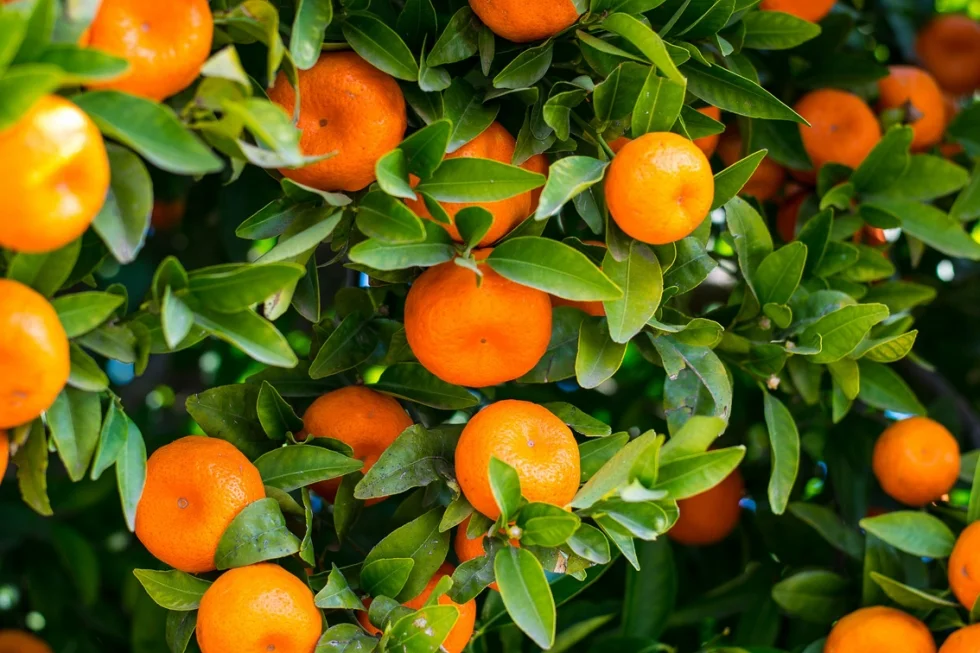 Bactérias da folha da laranja podem reduzir impacto de agrotóxicos na natureza