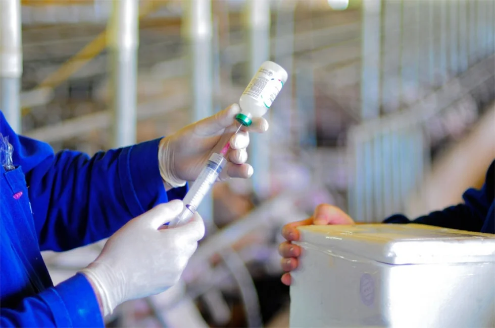Embrapa e instituição norte-americana firmam acordo em pesquisas sobre influenza suína