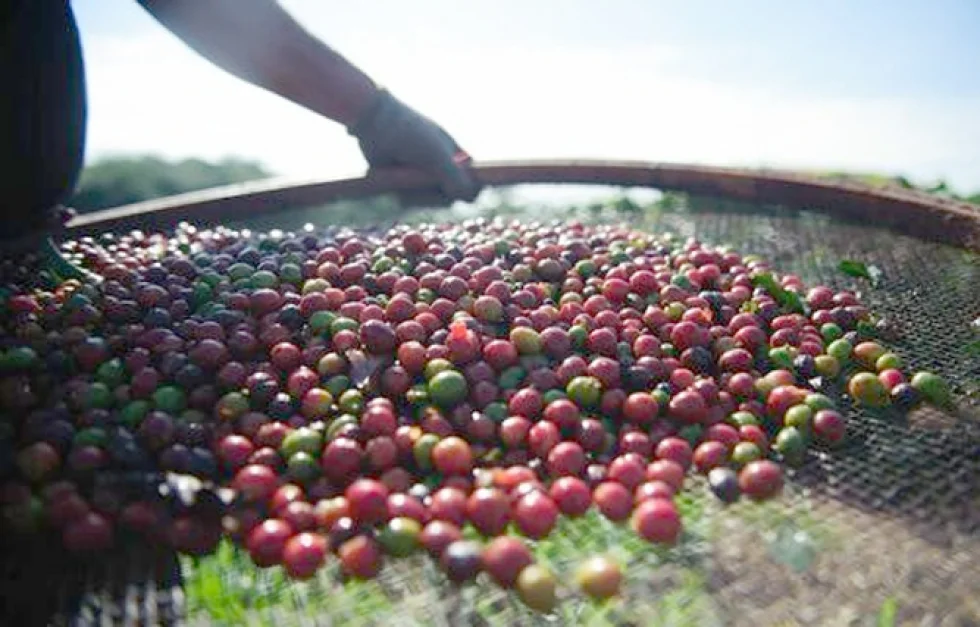 Produção do café deve sofrer queda devido problemas climáticos