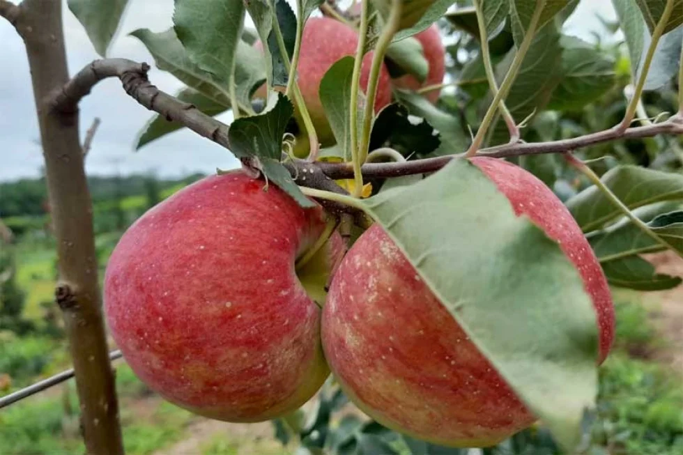 Agricultura prevê ano positivo para os produtores paranaenses de maçã