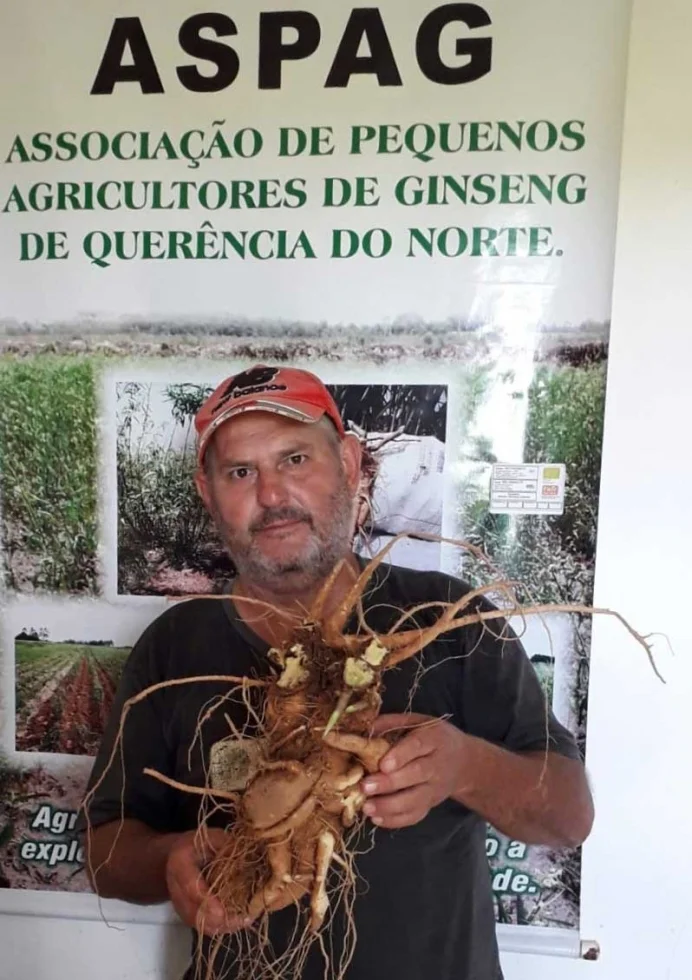 De Querência do Norte para a Ásia: produtores fazem a primeira exportação do ano de ginseng brasileiro
