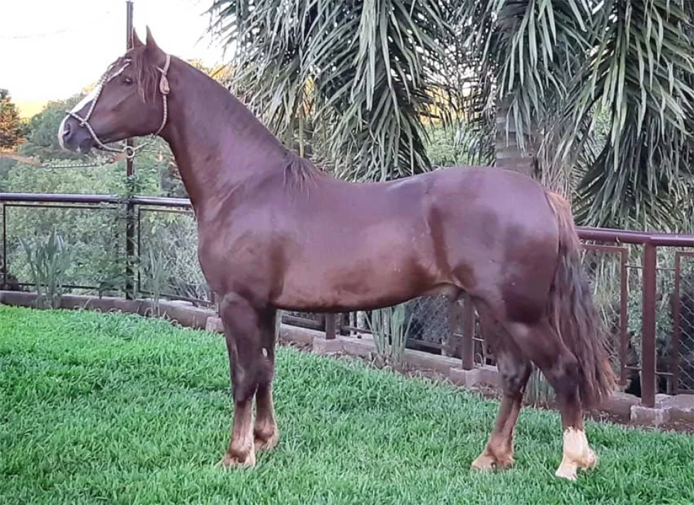 Cavalos Crioulos brasileiros são comercializados para a Bolívia