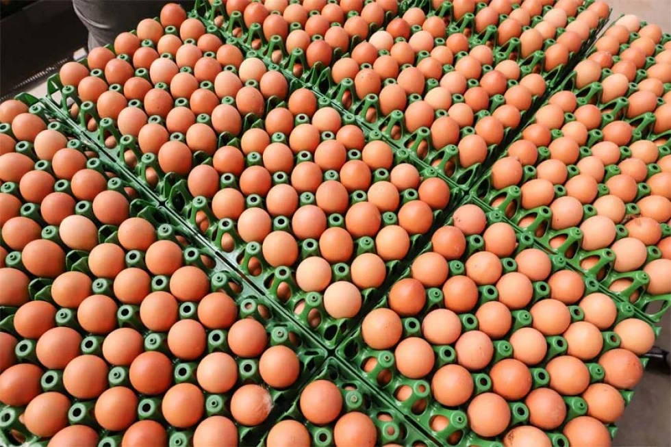 Preço do ovo cresce em fevereiro para produtor, atacado e varejo