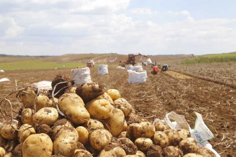 Segundo maior produtor, Paraná responde por um quinto da batata do País
