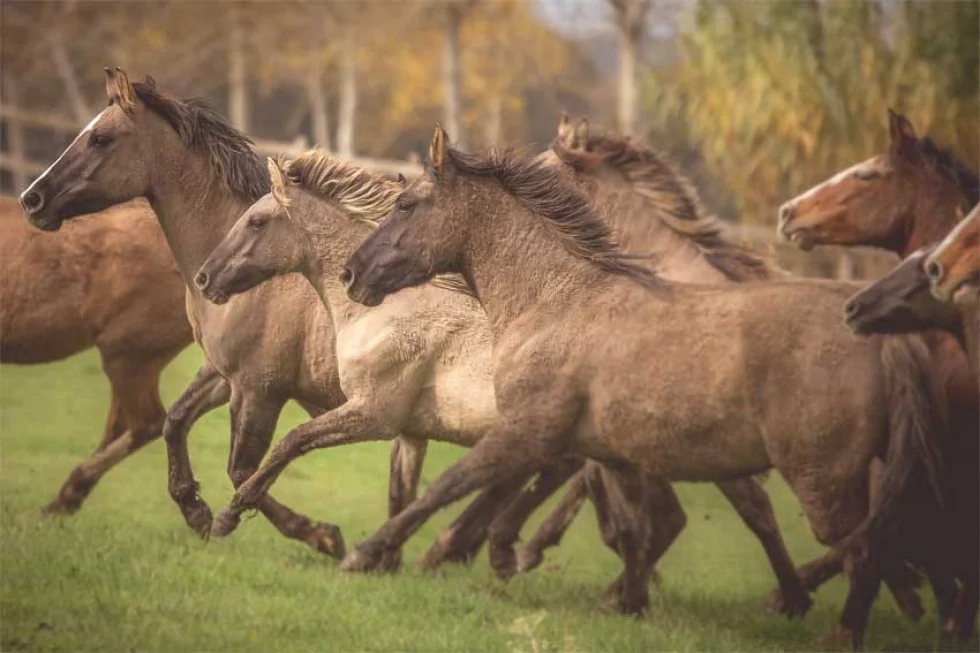 Cavalo Crioulo brasileiro se destaca no mercado externo e realiza negócios