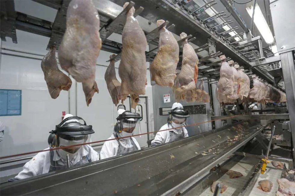 Paraná produz um terço da carne de frango do Brasil