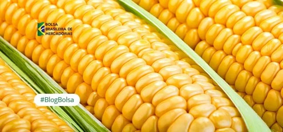 Preços recordes do milho geram alerta sobre a entrega do produto