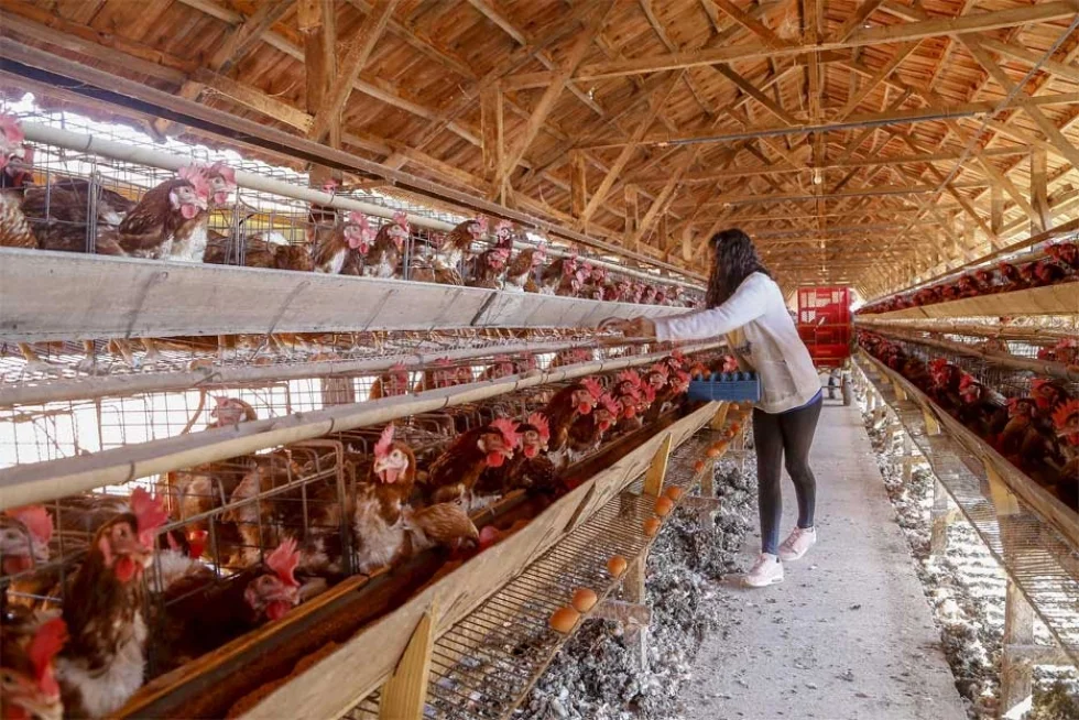 Arapongas: Com tradição e qualidade a cidade puxa a produção de ovos no Paraná