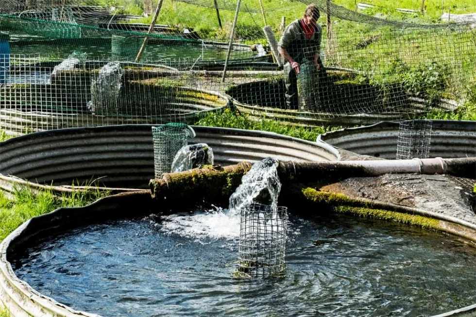 Incubada do PTI-BR desenvolve tecnologia de controle de qualidade para produção de peixes