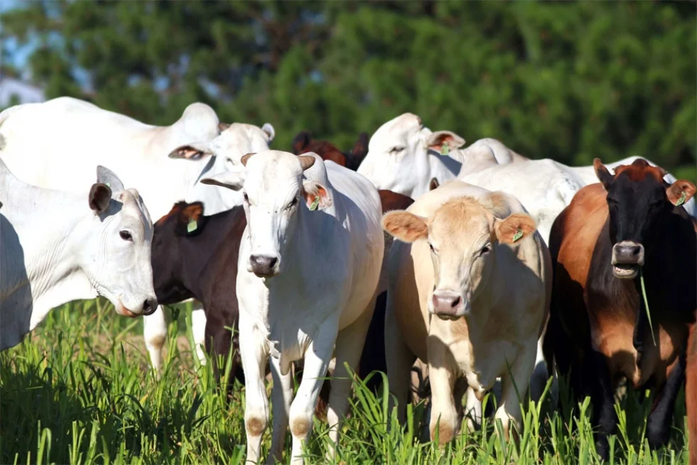 Paraná conquista status internacional de área livre de febre aftosa sem vacinação
