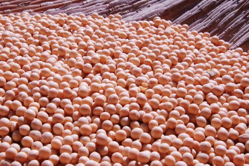 Novo padrão chinês da soja altera limite da umidade de grãos