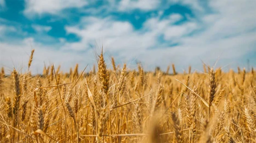 Otimização de culturas de inverno mostra potencial para ajudar produtores de aves e suínos de todo o Brasil