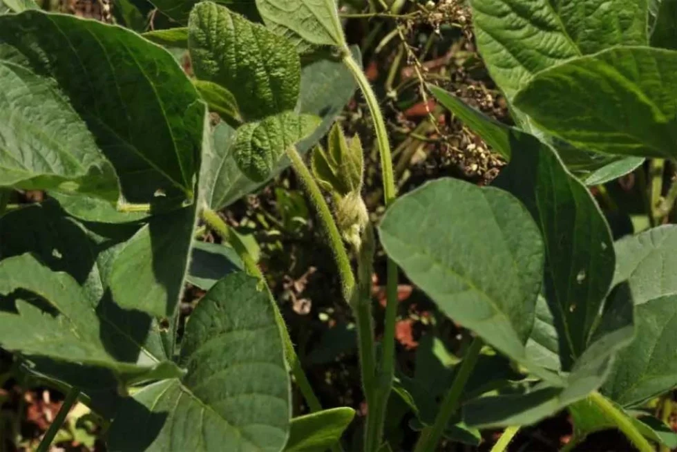Estudos da UEL avaliam resistência de pragas da soja a defensivos agrícolas