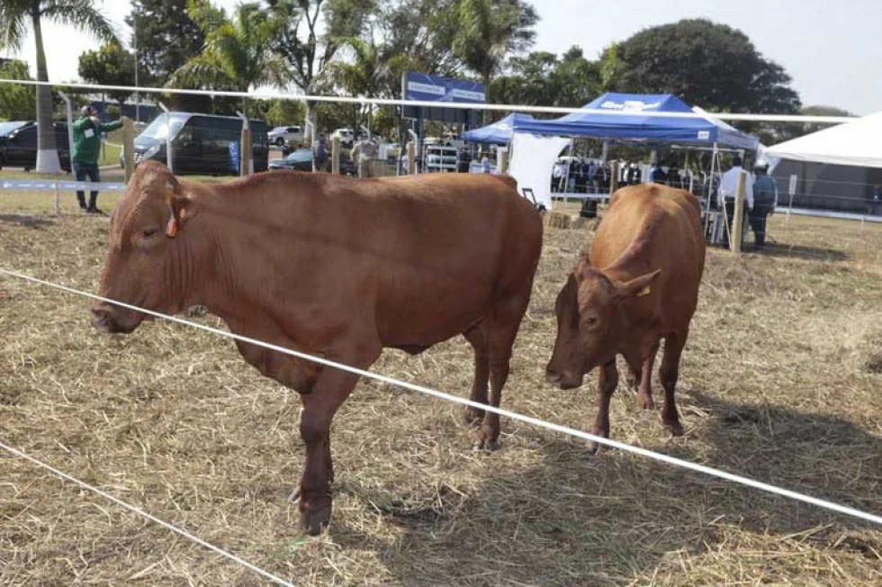 Em Londrina, antena de conexão 5G promove sinergia de ecossistemas e arranjos regionais de inovação para o agro