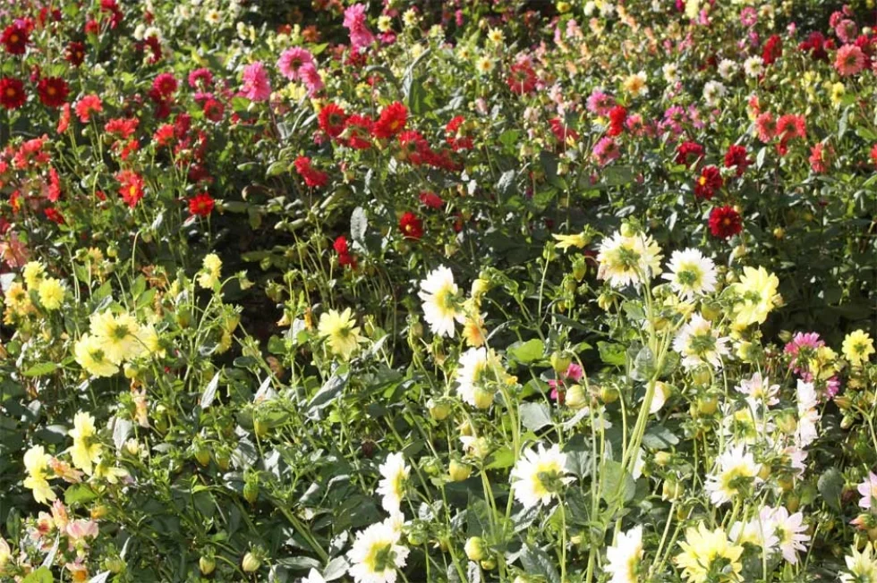 Floricultura contribui com oferta de mão de obra e para diversificação nas propriedades