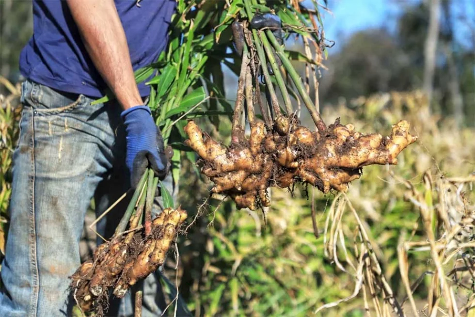 Gengibre e inhame impulsionam a agricultura familiar em Tamarana, na Região Norte