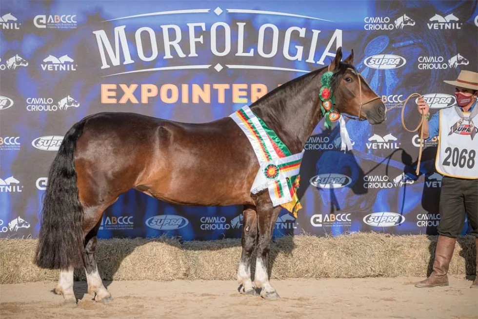 Melhor exemplar da raça Crioula do ciclo é égua de Uruguaiana