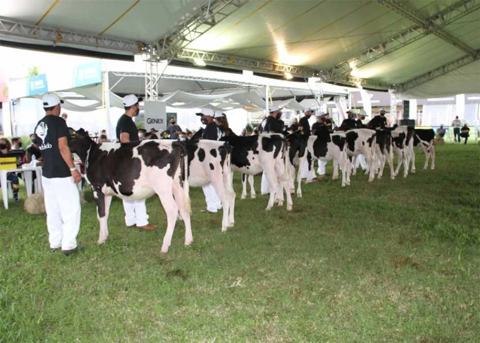 Diversidade em vencedores marca resultados da Raça Holandesa na Expointer