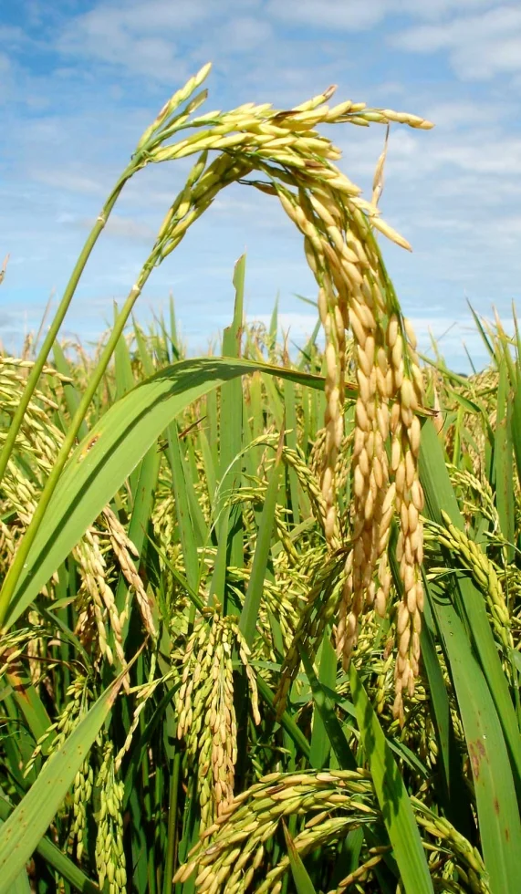 Pesquisa aponta grande contribuição de bioinsumos e silício no arroz de terras altas