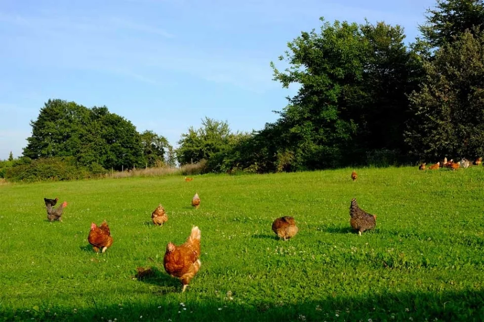 “Caipira Fake” - Campanha alerta para ovo e frango que, de caipiras, só têm o rótulo