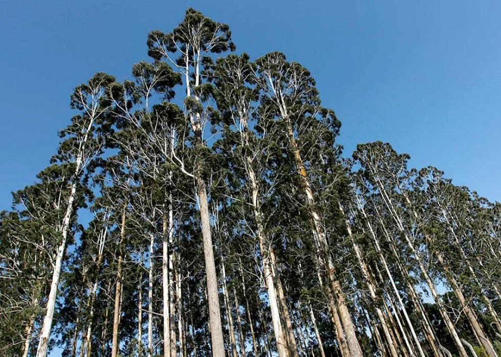 Pesquisa analisa possíveis impactos das mudanças climáticas na cultura de eucalipto