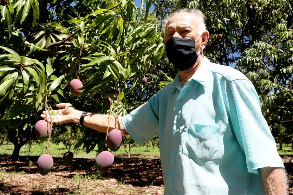 Uraí: Agricultura familiar faz da pequena cidade a maior produtora de manga do Paraná