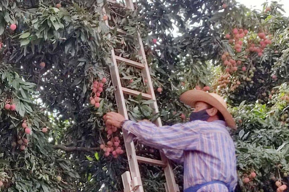 Com oferta concentrada em dezembro, lichia é fruta das festas de final de ano