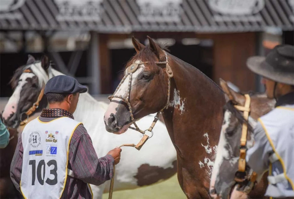 Procura por cavalos de pelagem manchada cresce ano a ano