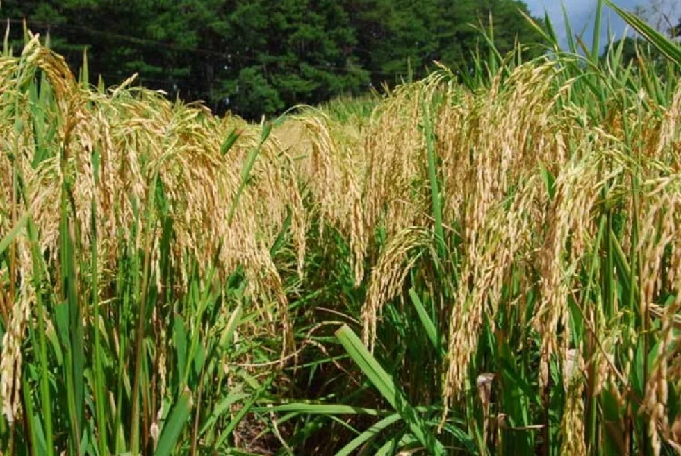 Lavoura de arroz apresenta custo de produção mais elevado em 2022