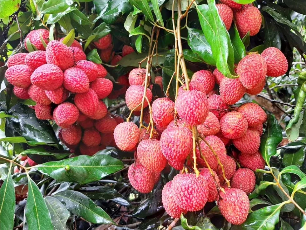 Carlópolis: Mais cinco frutas produzidas no norte pioneiro conquistam certificação internacional para exportação
