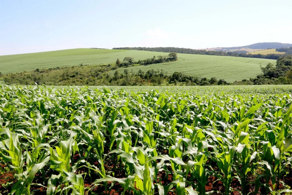 Na ExpoLondrina, IDR-Paraná promove debate sobre uso eficiente de fertilizantes
