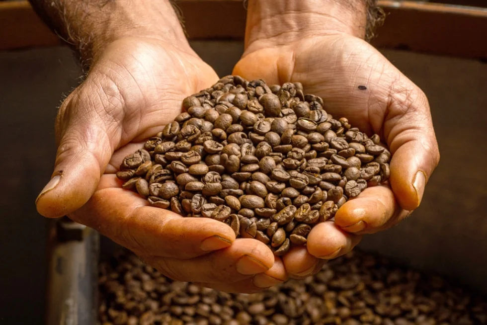 Fungos podem causar perdas de até 50% da produção de café