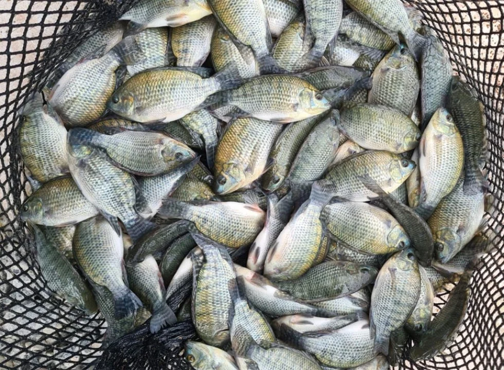 Embrapa coloca no mercado o teste TilaPlus