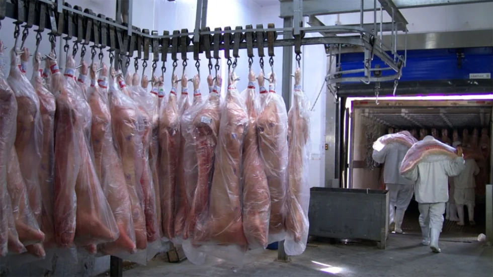 Ibiporã: Carne suína produzida no Paraná ganha mercado em Singapura
