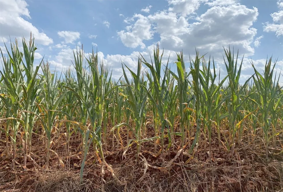 Especialista alerta para prazo de pedidos de alongamento dos contratos de crédito rural