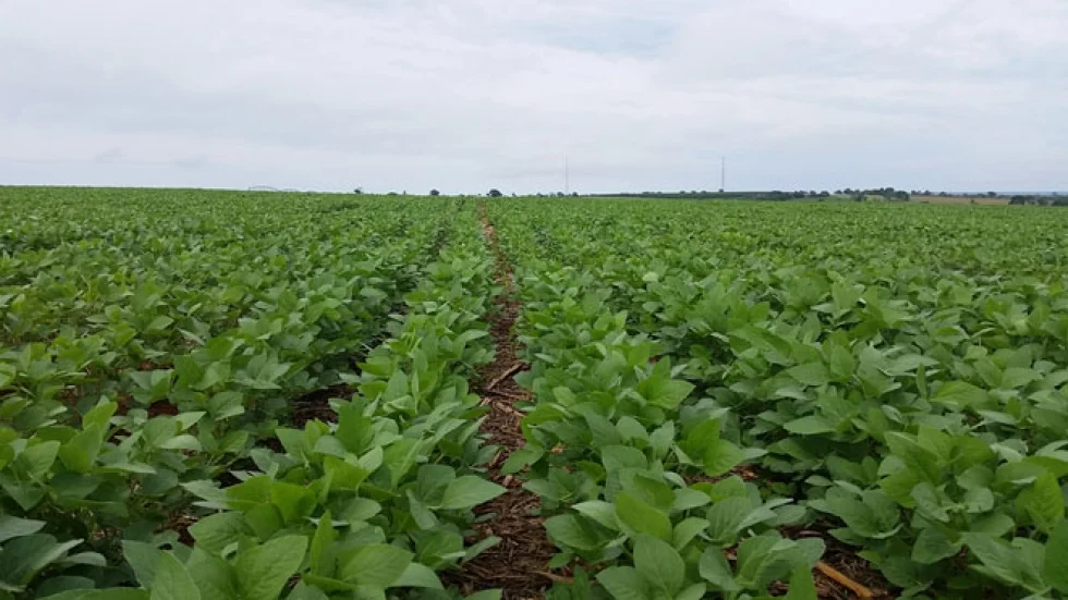 Agricultores ampliam investimento na proteção dos cultivos e área tratada com defensivos agrícolas cresce 12,1% em 2021, informa Sindiveg