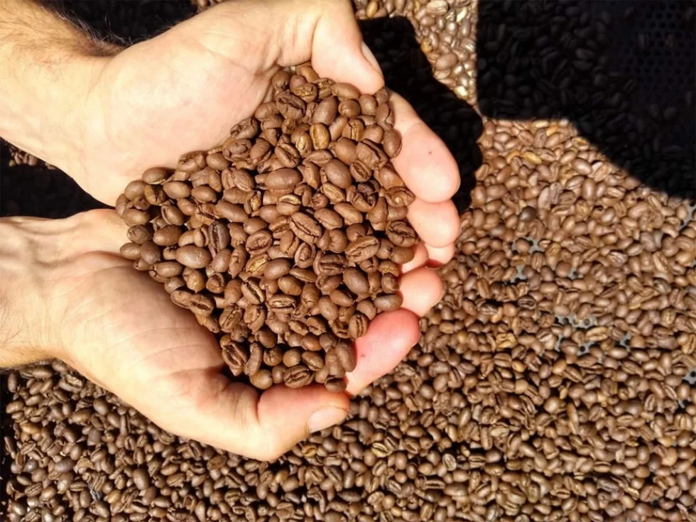 Mandaguari: Com apoio do Sebrae, produtores se organizam para buscar a Indicação Geográfica para o café
