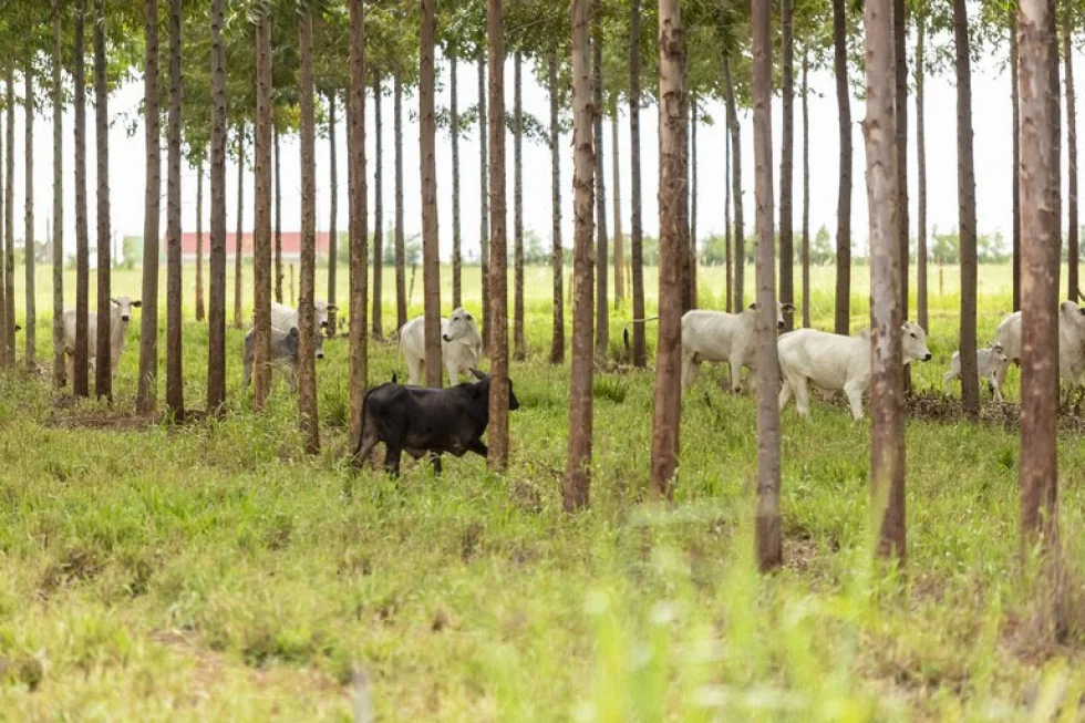 Linhas de crédito do Plano Safra auxiliam no fomento da sustentabilidade agrícola brasileira, diz CBI