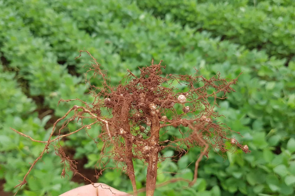 Com foco no produtor rural, 37º Congresso Brasileiro de Nematologia debate as principais soluções da área com várias inovações tecnológicas