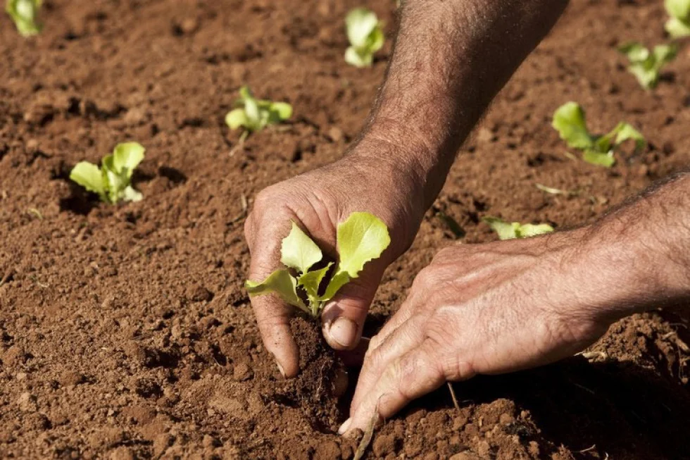 Mais de 1.500 agricultores familiares irão receber Garantia-Safra em julho