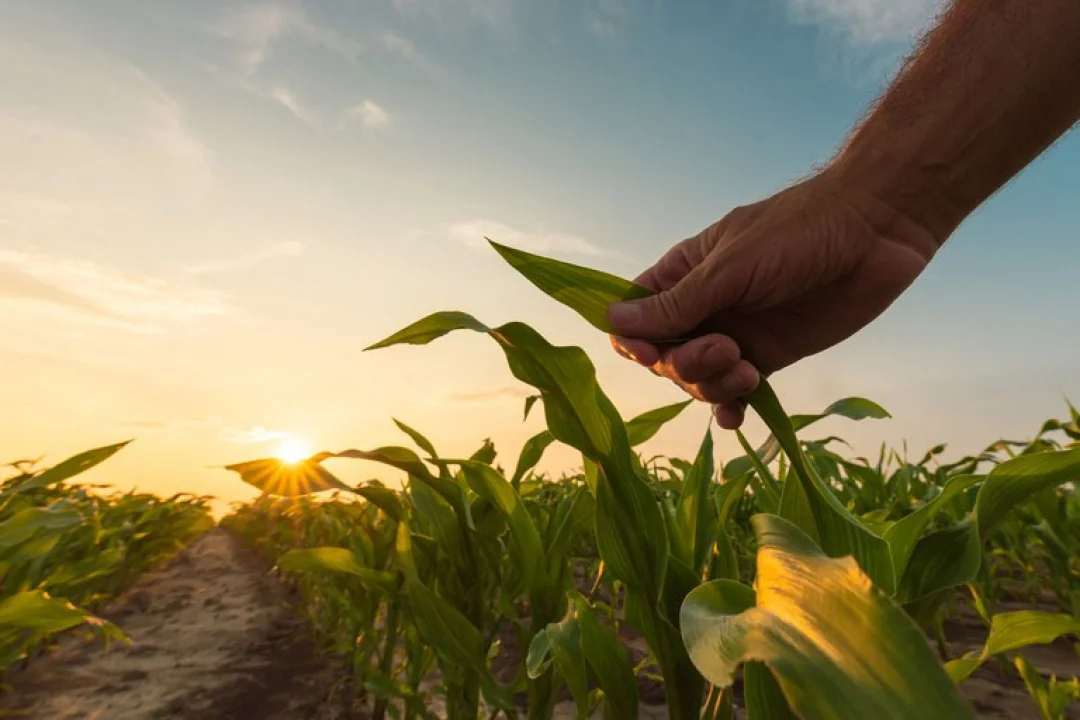 Indenizações de seguro rural atingiram R$ 7,7 bilhões no primeiro semestre de 2022