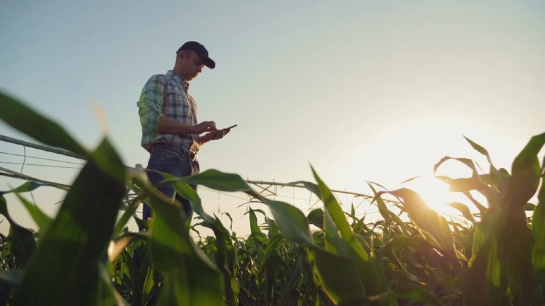 Áreas beneficiadas pelo Proagro serão vistoriadas pela Conab