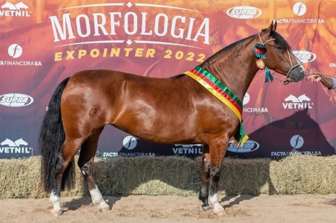 Égua se consagra Melhor Exemplar da Raça Crioula na Morfologia Expointer