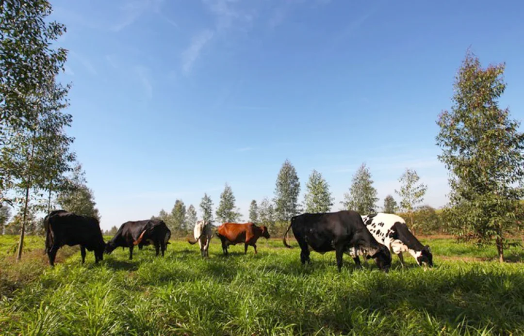 ​​​​​​​Brasil apresentará seu modelo de agricultura sustentável na COP 27